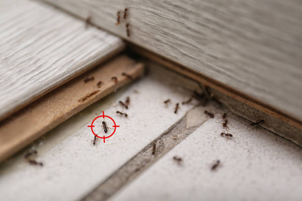 Best Best Pest Control Companies  in Crest View Heights, NY