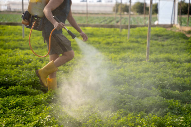 Best Wasp Removal Services  in Crest View Heights, NY