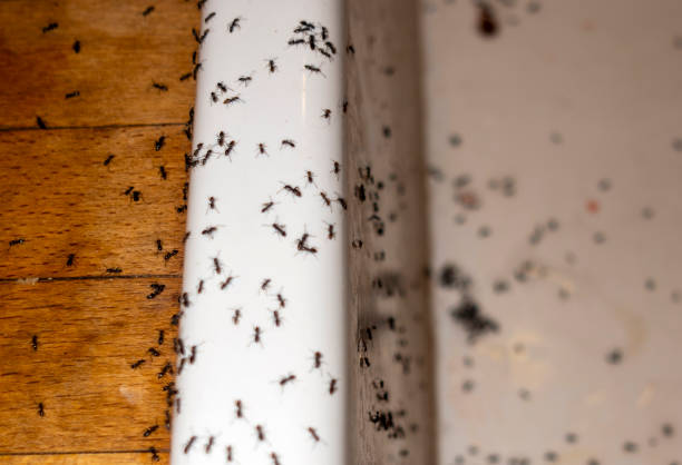 Best Pest Removal Services  in Crest View Heights, NY
