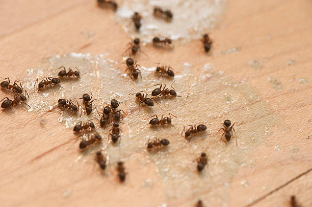 Best Spider Control Near Me  in Crest View Heights, NY