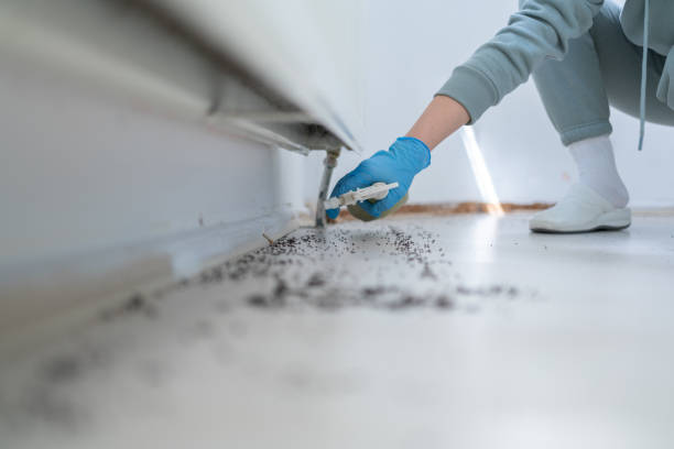 Best Insect Control  in Crest View Heights, NY